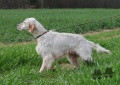 Setter Anglais VASS DE LA PASSEE DE L'EPERON